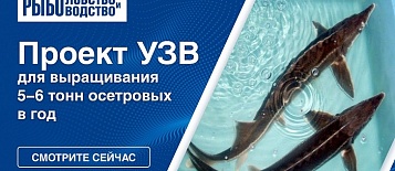 Проект УЗВ для выращивания 5-6 тонн осетровых в год